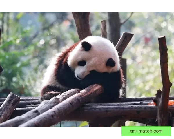 熊猫体育是否真实可信 用户体验与平台背景深度分析